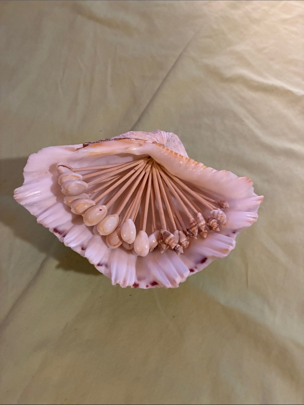 Pink Shell Decorative Accent Bowl with Natural Bead Picks